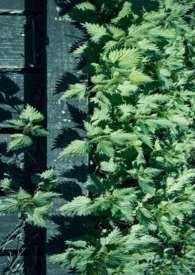 玉枝词(武侠骨科H)最新章节更新