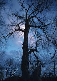 巡夜人是什么意思